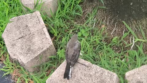 Teaching A Young Mockingbird To Fly Freely