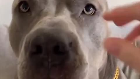 Super Funny Dog Video 🐶