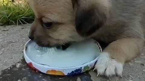 Cute baby dog drink milk with diligently