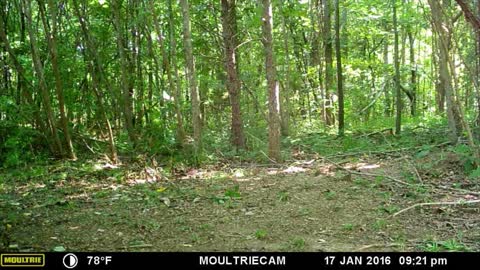 Whitetail Fawns in the Woods