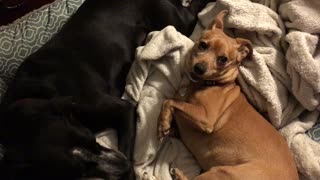 Angry Chihuahua tries to steal another dog's bed
