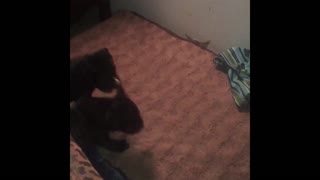 Pit Bull Puppy Can't Quite Get On The Bed