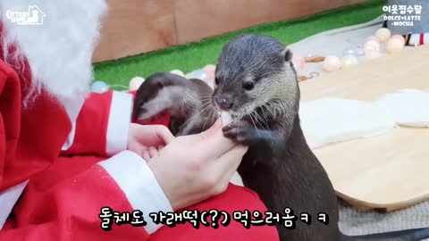 Happy Cute Otters Christmas The collective nouns for otters are bevy, family, lodge, romp