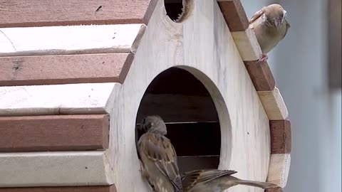 Impressive Bird Nest With Feeder every day