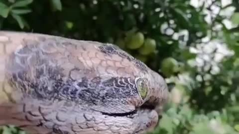 Nature lovers | Snake video |Body art video #nature #animals