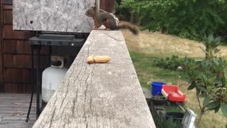 Squirrel Sneaks Off with Peanut
