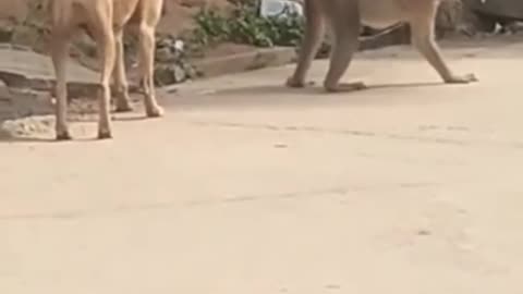Crazy Funny Animal Video