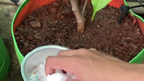 MAGIC OF EGG-SHELLS IN GARDEN | HOW TO USE EGGSHELLS FOR PLANTS?