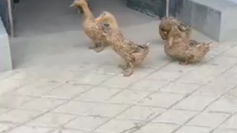 Ducks going door to door picking up their friends! #hilarious #funnyanimals