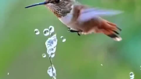 Beautiful Bird playing with water must watch