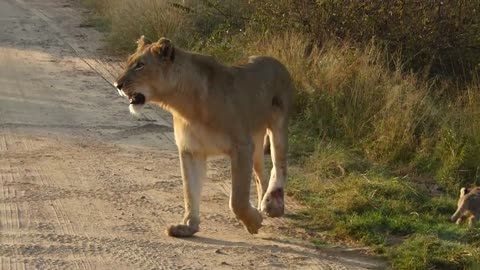 Lion Mother with Lion Cub