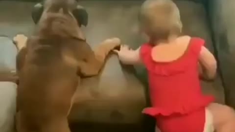 Dog trying to Set on Sofa with cute Baby l Cute Funny Video