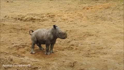 Cute Small Rhino with Child