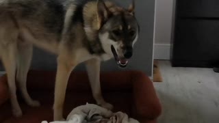 Dog's tantrum