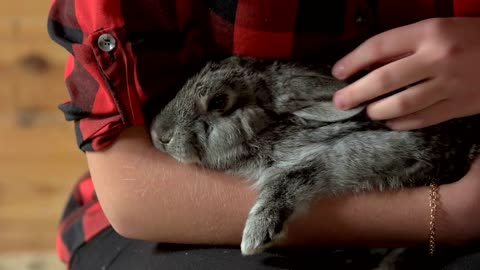 Close up woman caressing her rabbit