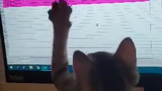 Kitten chasing a mouse