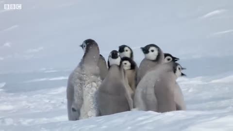 Penguin chicks rescued by unlikely hero | Spy In The Snow |