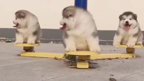 Baby and puppy besties love playing outside together #3