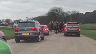 Rogue Camels Run Through Cars