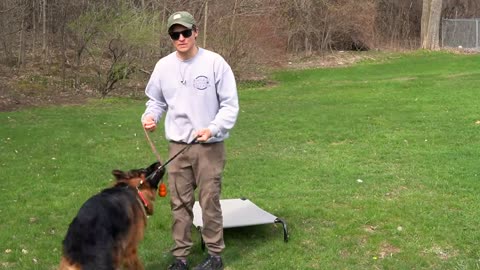THE BIGGEST OVERLOOKED DOG TRAINING COMMAND!