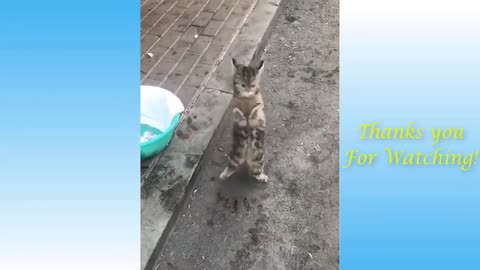 This cat can dance on two paws