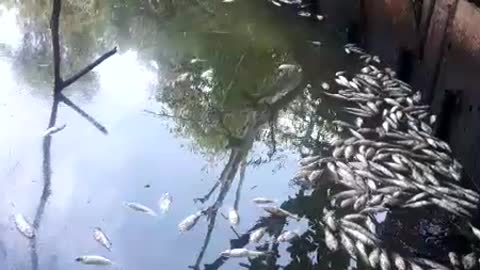 Mortandad de peces por derrame de crudo