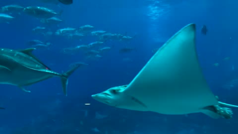 Stingrays in perfect formation drift past thrilled scuba diver in the Galapagos Part 7