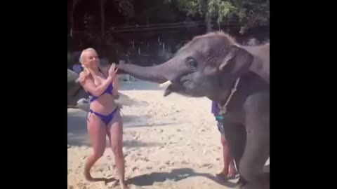 friendly playful elephant