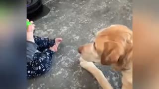 Beautiful friendship between Labrador and baby boy