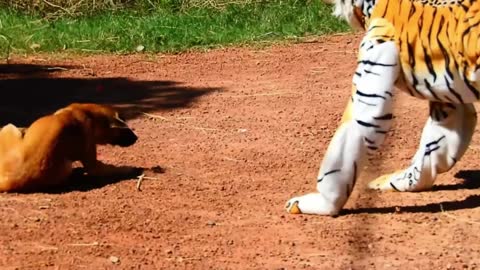 Tiger Prank Dog No Run So Funny Try To Stop Laugh Challenge