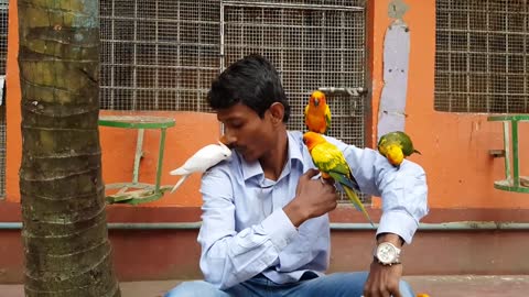 Moluccan Cockatoo Getting Warm Welcome In The Parrot Farm - Enjoying With The Colourful Birds