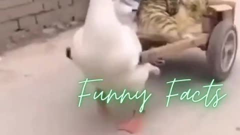 New trending song 🤭 cat 😺😸 #catfunnyvideo. #funny