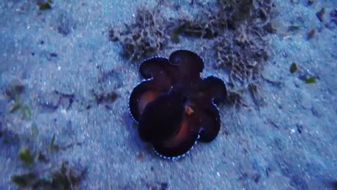 Glowing Sucker Octopus Video