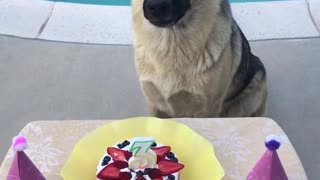 Dog with birthday cake and owners singing happy birthday