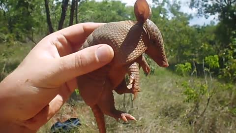 Hello Armadillo