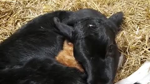 Day Old Calf and Kitten Snuggle