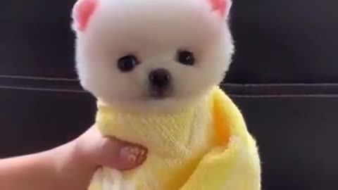 funny cute puppy