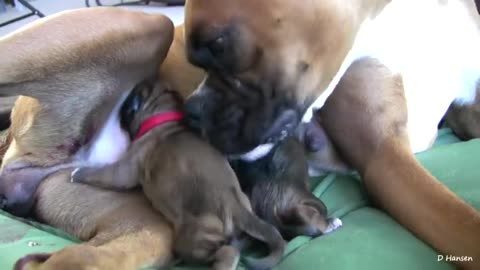 Dog Amezing Birth While Standing