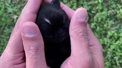 New born puppy