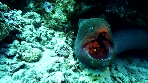 a look inside open mouth giant moray eel (cleaner station)