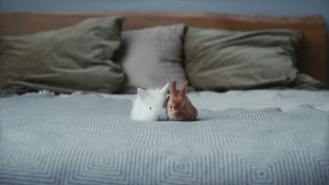 Two white and brown rabbits