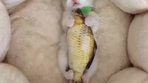 Sleepy kitten, holding big fish