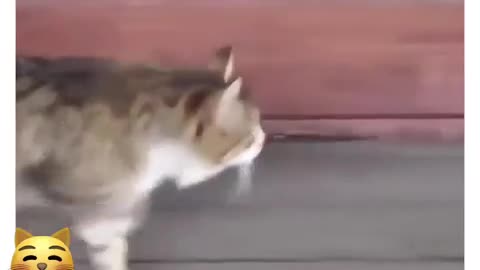 His walk is so cute 🥺 follow @31Dev for cat videos!