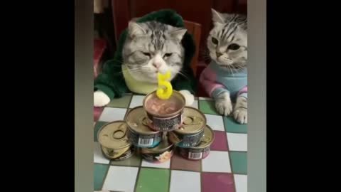 the smart and funny kittens