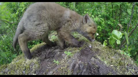 Cute curious foxes - wildlife