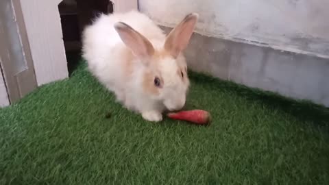 cute bunny rabbits new🤗 home in the playing and eating carrot