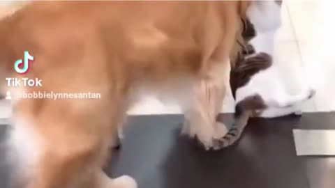 The end 😂😂#wee #animal #cat #cats #dog #dogs #pets #animals #pet #funny #viral #shorts #