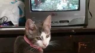 Cat watching TV does not want to be interrupted