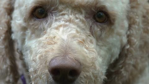 Closeup of a dog's mouth and teeth wildly barking in slow motion