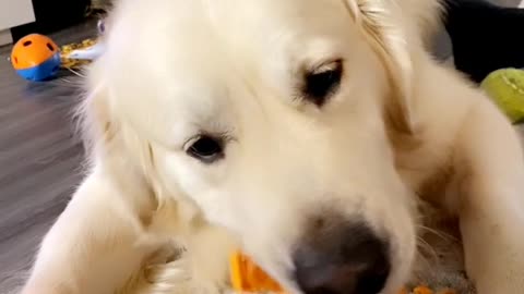 Dog Loves Eating Carrots